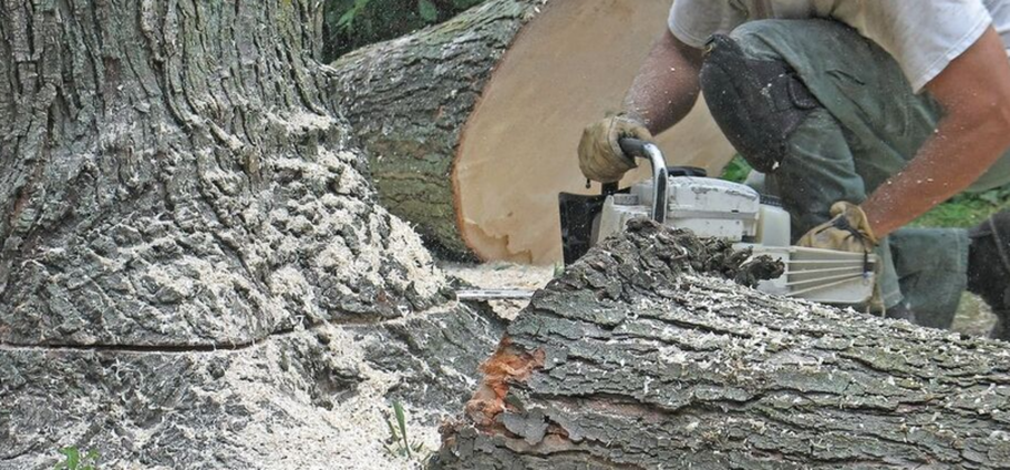 Felling of a sick tree by an employee of Emondage L'Assomption.