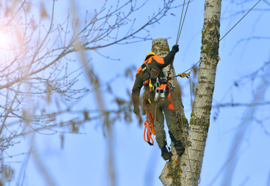 Tree trimmer from the tree service company Emondage L'Assomption in Lanaudière.