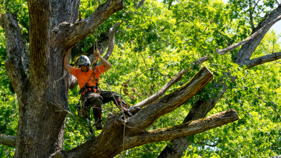 Émondeur de Emondage L'Assomption travaille en hauteur dans un arbre pour faire un élagage.