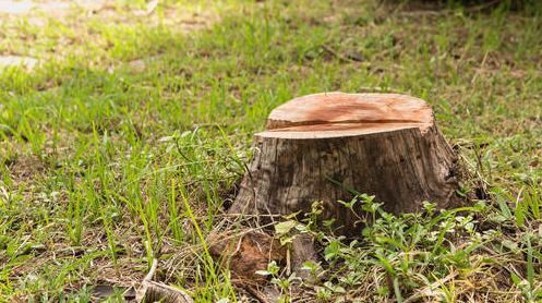 Stump at a resident of L'Assomption. The stump removal will be done by Emondage L'Assomption.